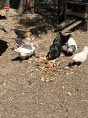 chickens and geese in their pen