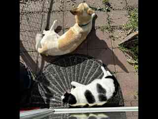 Chilling with the dogs.