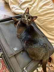 Him not wanting mommy to leave!