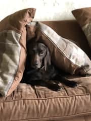 Wallace loves to borrow under cushions!