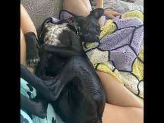 On top of you is his favorite place to be.