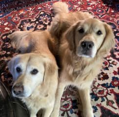 Bella and a neighbor dog posing for a photo.