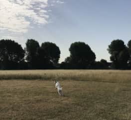 Walthamstow marshes 10 minutes walk from our house
