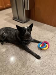 Sly with one of his many toys.