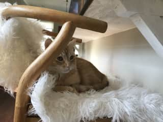 Simba being subdued and timid on the bar chair