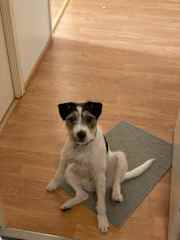 Milo does sit like a human sometimes