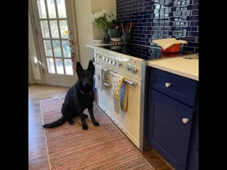 Tana waiting for special puppy biscuits to come out of the oven!