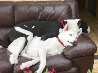 Yuki and Bode, best buds.