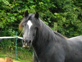 Ziggy Stardust!  When we came back to visit 2 years later, she remembered us and came running!