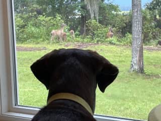 Sammy watching the deer from the kitchen’s sitting area