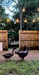 Reba QuackIntire and the Chicks!