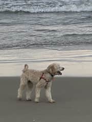 Penny in her very happy place - chasing balls on Ocracoke Island.