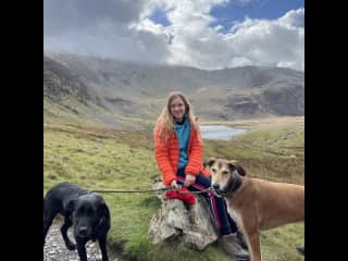 We took the dogs up mount Snowdon, they love to walk!