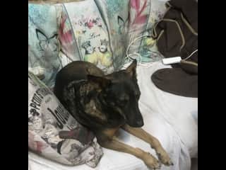 Comes for cuddle when needs one