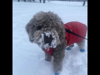 Bruno also enjoys snow :)