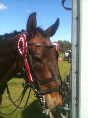 I am beautiful and won prizes for my beauty when I was a younger horse