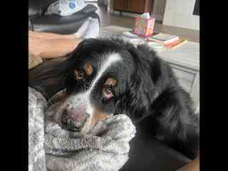 Ueli loves people and may bug you to pet him! How can you resist this face?
