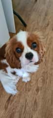 Jammie Dodger at 9 months.