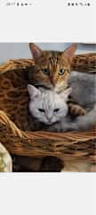 Shy, illusive, beautiful boy who comes in daily for food and cuddles. Very gentle