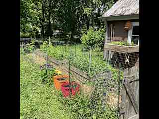 Vegetable garden.