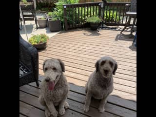 Loves just sitting outside watching the squirrels