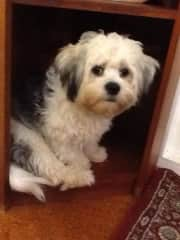 Sherlock hiding in the bookcase