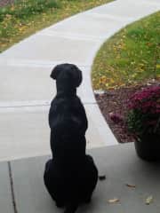 Watching for his mom to come home from work