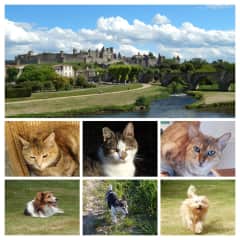 House sits - In Languedoc and the UK