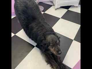 Downward Dog.