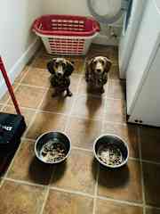 What well-trained hoggies! Waiting for command to eat! They love their food!