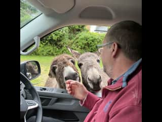 Besieged by the most adorable donkeys in the New Forest.
