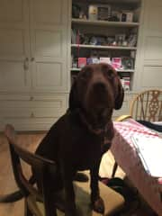 Alfie in the kitchen. Normally not on a chair