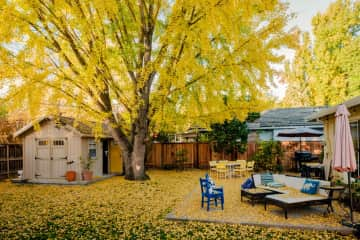 The beautiful Ginkgo tree in autumn...