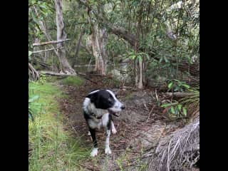 Our dog for 8 years who will have to find a new home when we leave Australia, hoping to find her someone she can love as much as she’s loved us