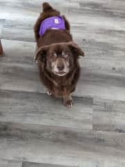 Choco is looking for a treat while at a dog sitters home  :)