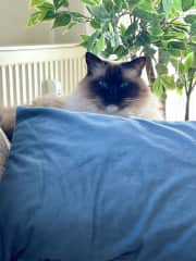 Versteckt sich gerne hinter Kissen.