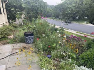 The pollinator garden from the entry area
