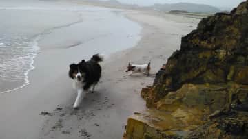 Peace and Murphy, my darling Donegal girls. Murphy has since crossed the rainbow bridge. I'm so grateful I got to know her. I called her "Inspector Murphy" as sniffing things very thoroughly was one of her greatest sources of joy.