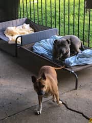 Luna & Rosie 2020
My house, Penrith NSW
Australia