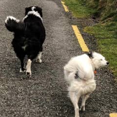 These two characters and I were heading back to the car after a very windy walk on the beach. They are Lulu and Mishka, dear friends from County Kerry, Ireland.