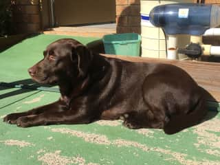 Abey's favourite activity, sunbathing