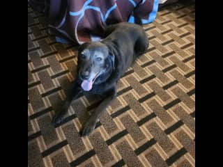 Theo resting in a hotel during the move to TX