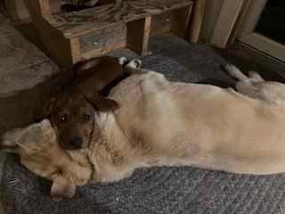 Izzy always wants to be snuggling with Rosie.