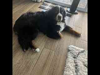 He likes laying on the cool tile.