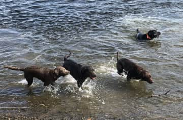 She loves to swim and to play with other dogs. (Eva is 3rd from left.)