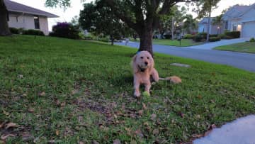 I love to fetch my ball