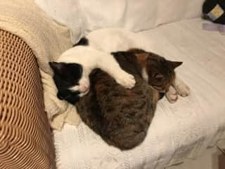 Scamp and Milly who often curl up together