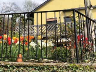 Side of the house with tulips