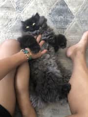 My brother's cat Nitfa, aka Harhoor.