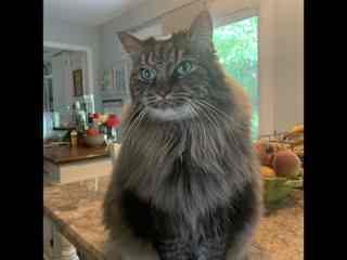 Reka: I love to jump up on the counter